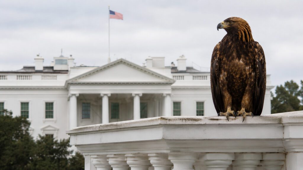 Gold Eagle